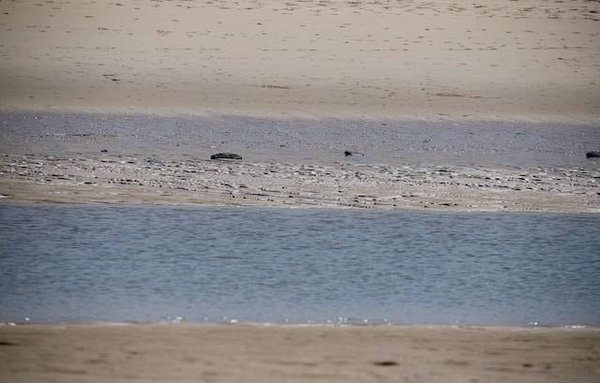 Quelles sont les activités proposées par les campings club vacances à Biscarrosse ?
